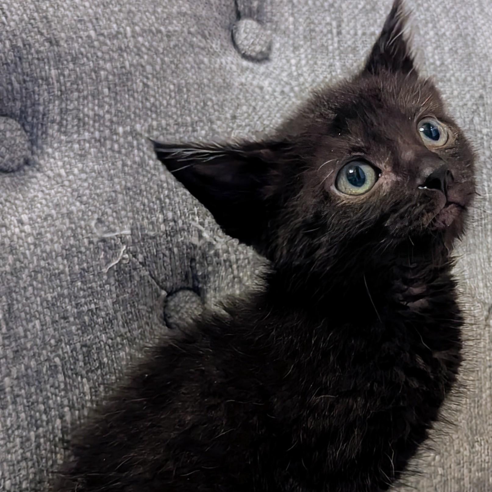 Enlarge Ida Coleman, a ADOPTABLE Domestic Short Hair in Denver, CO image 5/6