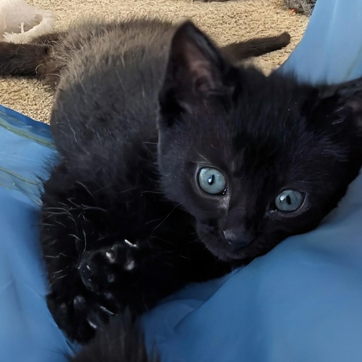 Enlarge Ida Coleman, a ADOPTABLE Domestic Short Hair in Denver, CO image 4/6