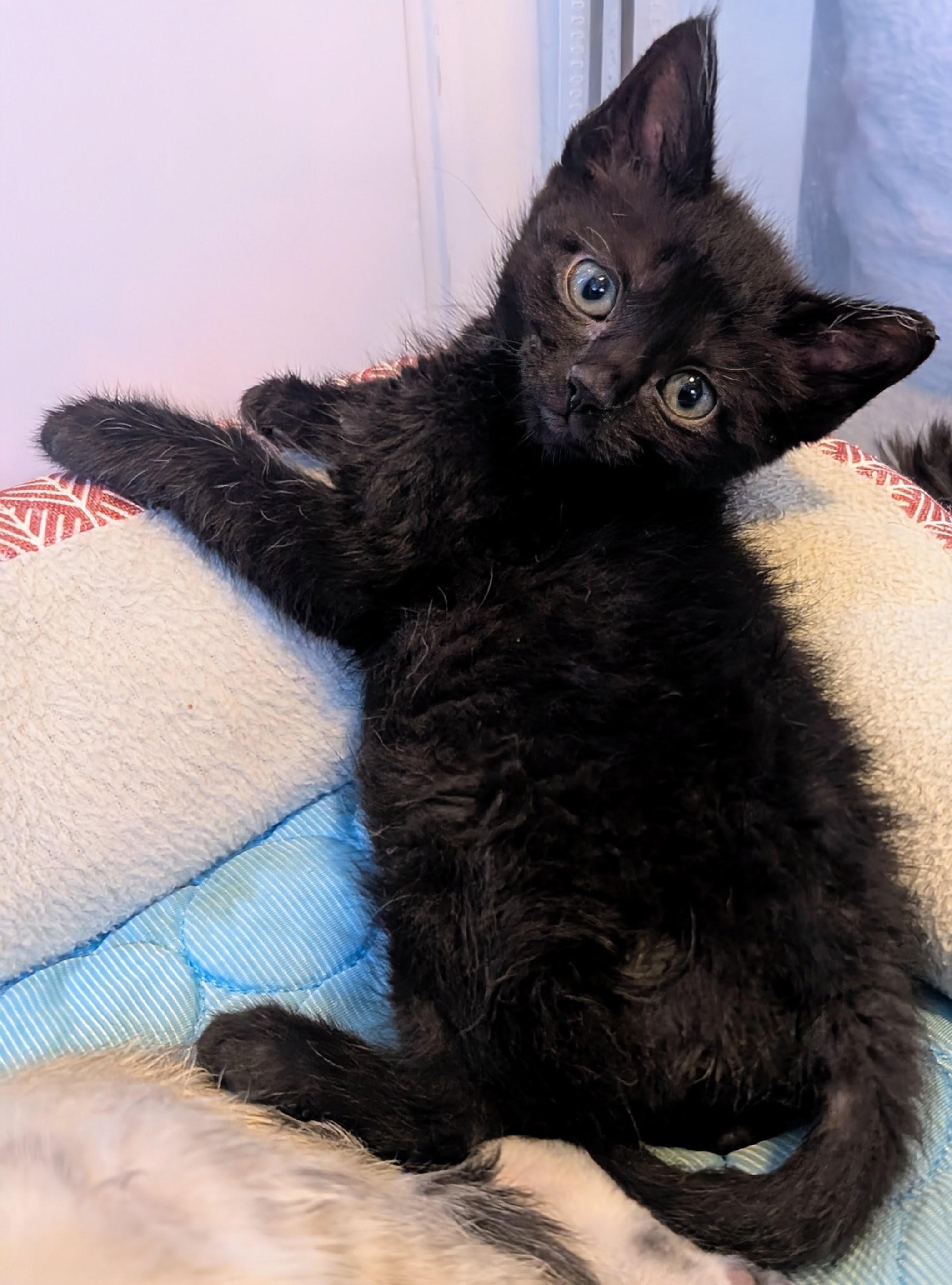 Enlarge Ida Coleman, a ADOPTABLE Domestic Short Hair in Denver, CO image 2/6