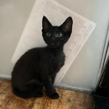 Enlarge Ida Coleman, a ADOPTABLE Domestic Short Hair in Denver, CO image 3/6