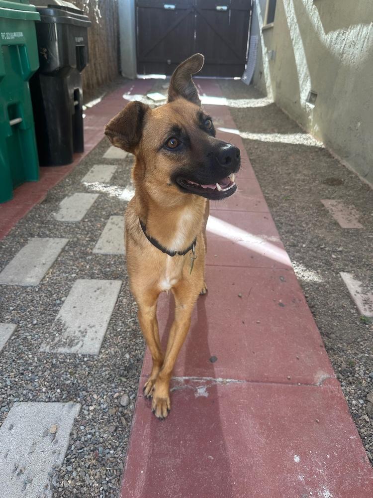 Enlarge Ringo 3, a Adoptable mixed breed in San Diego, CA image 1/6