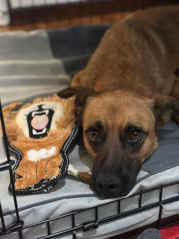 Enlarge Ringo 3, a Adoptable mixed breed in San Diego, CA image 2/6