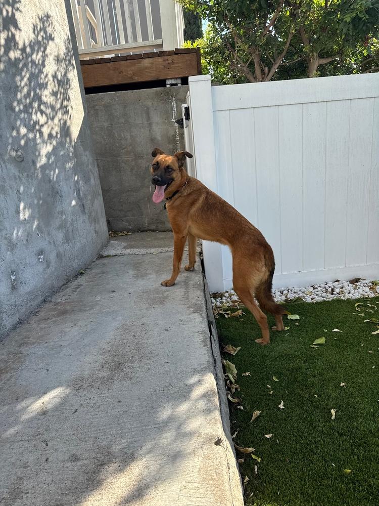 Enlarge Ringo 3, a Adoptable mixed breed in San Diego, CA image 3/6