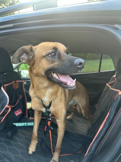 Enlarge Ringo 3, a Adoptable mixed breed in San Diego, CA image 4/6