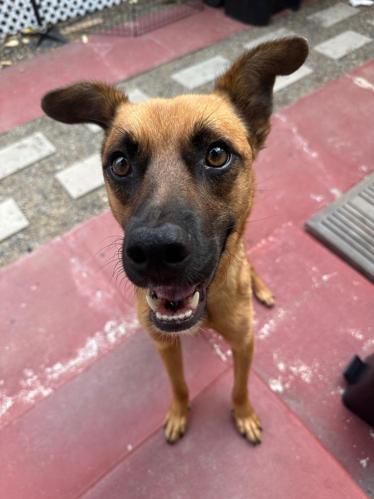 Enlarge Ringo 3, a Adoptable mixed breed in San Diego, CA image 5/6