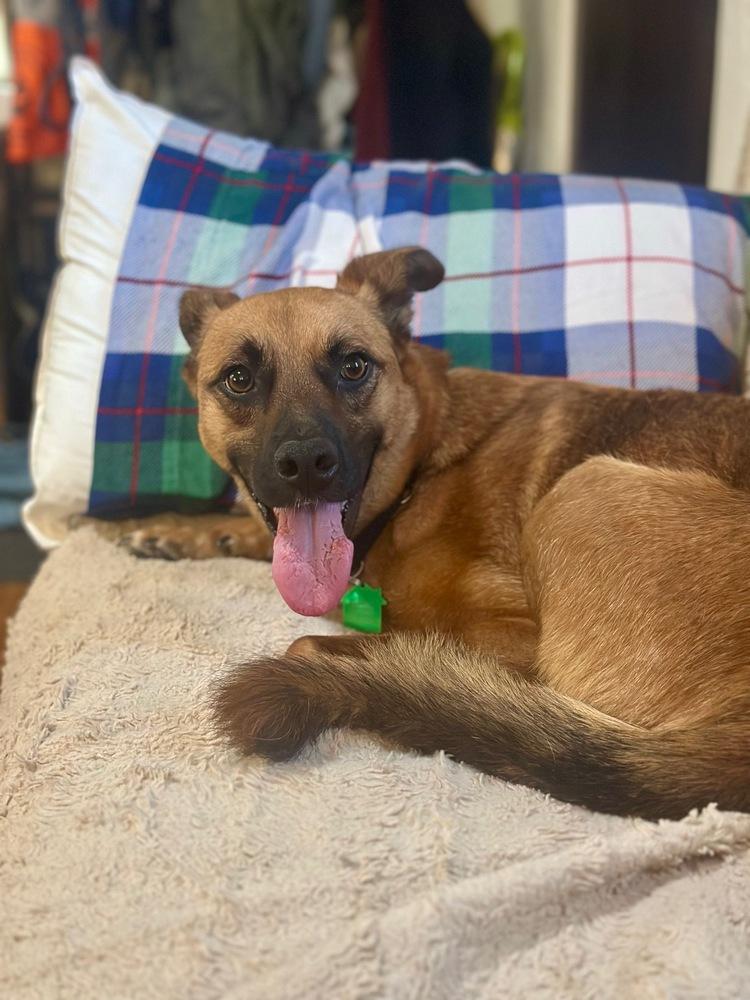 Enlarge Ringo 3, a Adoptable mixed breed in San Diego, CA image 6/6