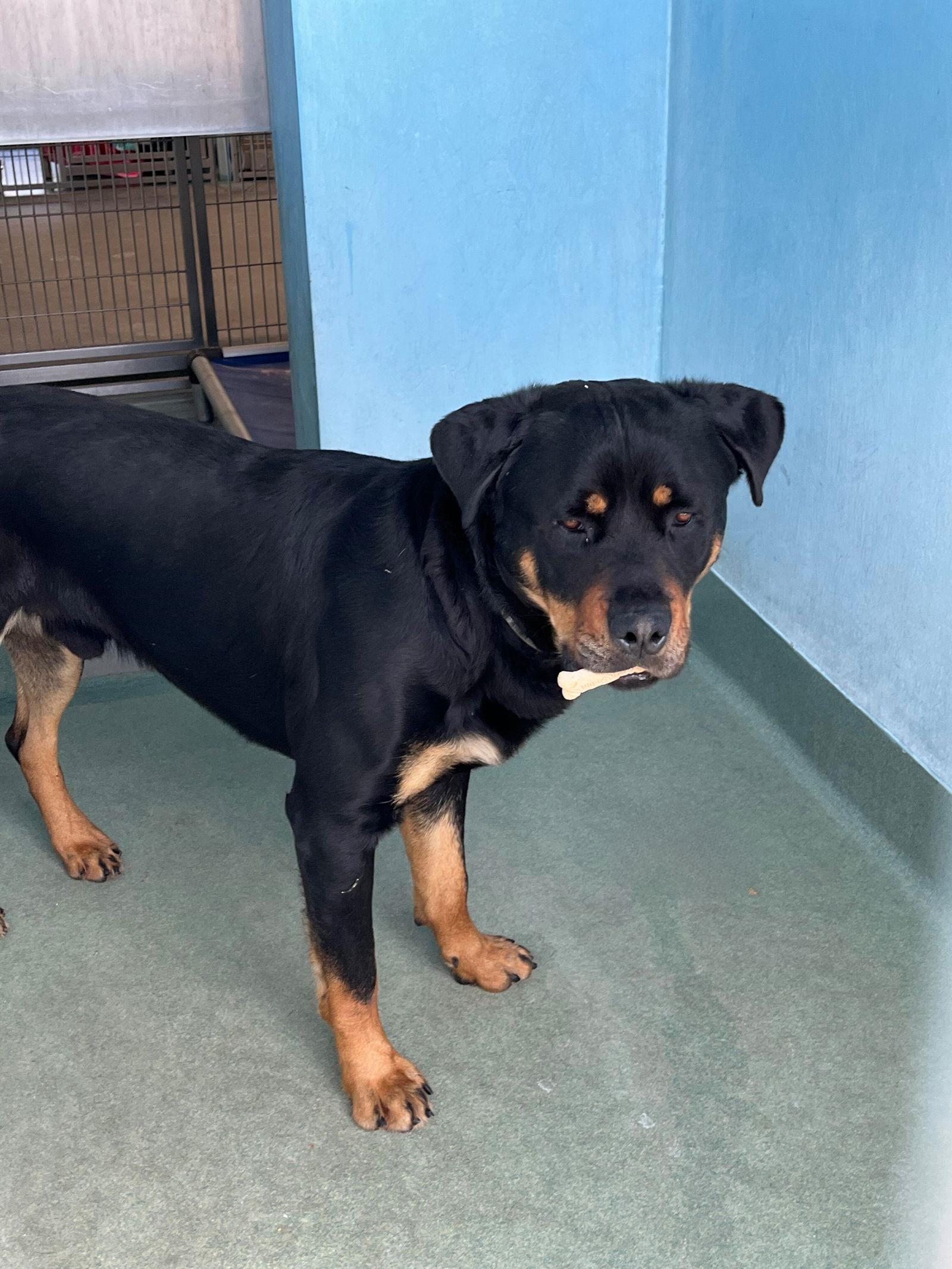 MANE, Adoptable, Young Male Rottweiler.