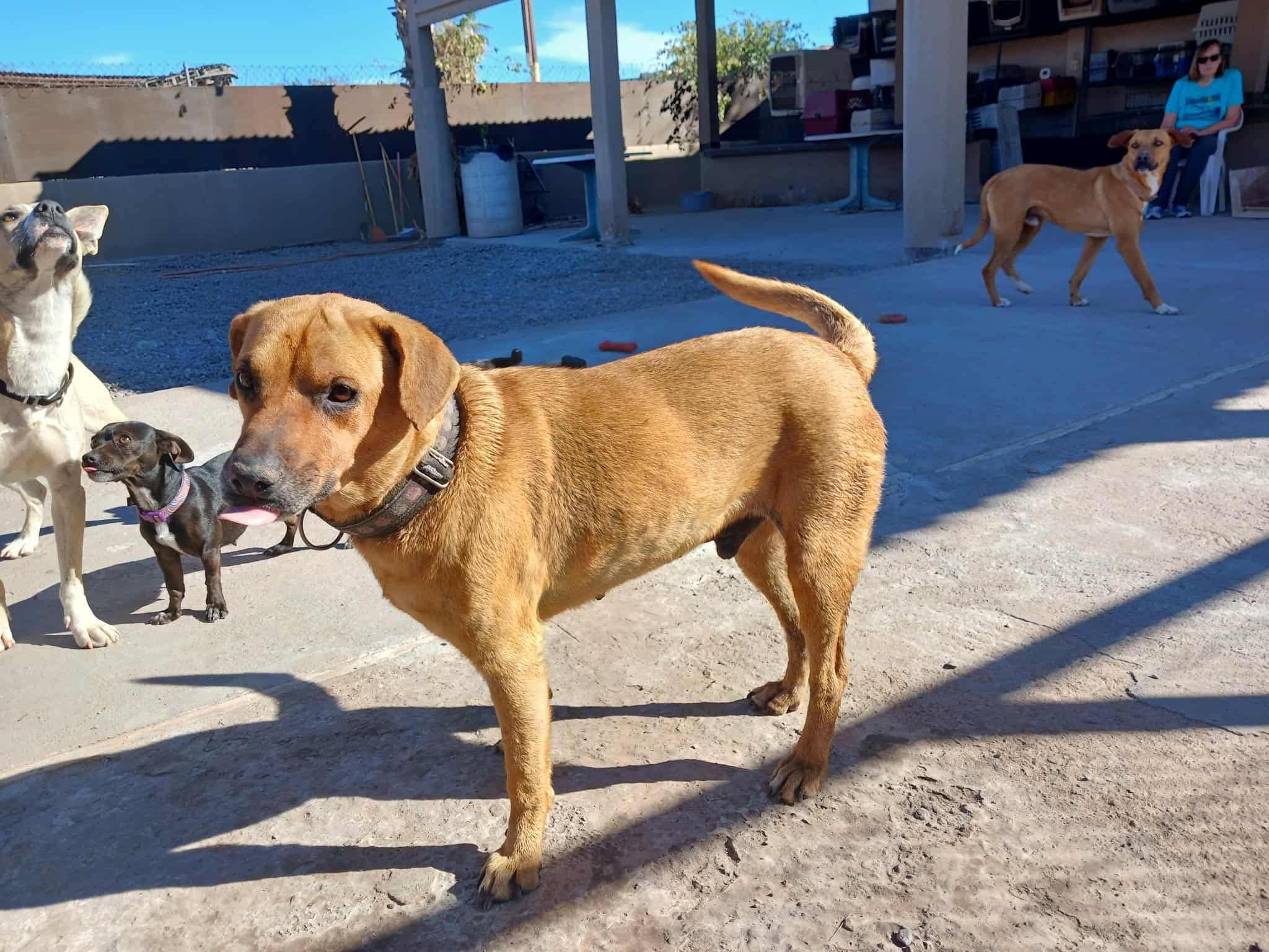 Enlarge Rusty, a Adoptable Mixed Breed in South lake Tahoe, CA image 3/5