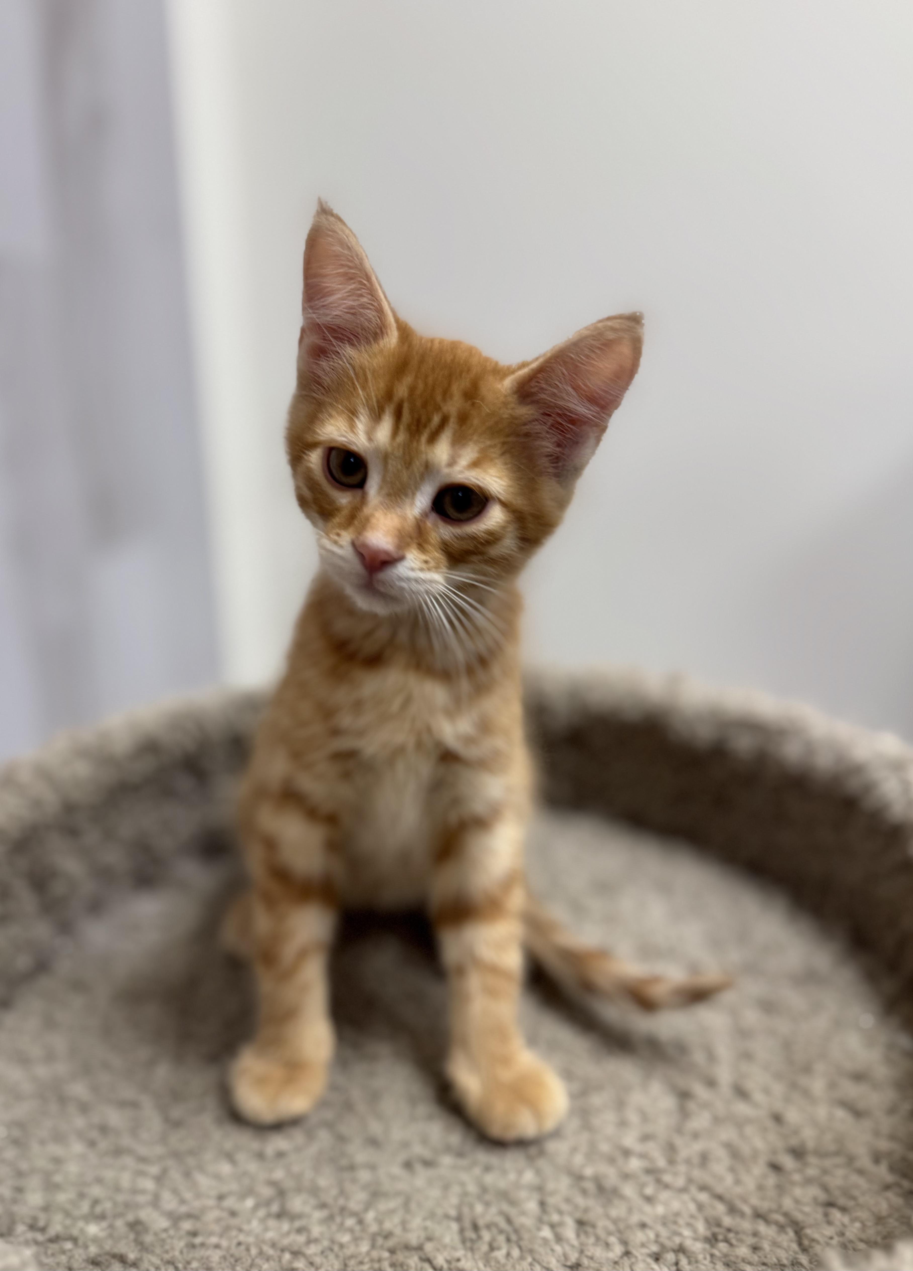 Foxy, Adoptable, Kitten Male Domestic Short Hair.
