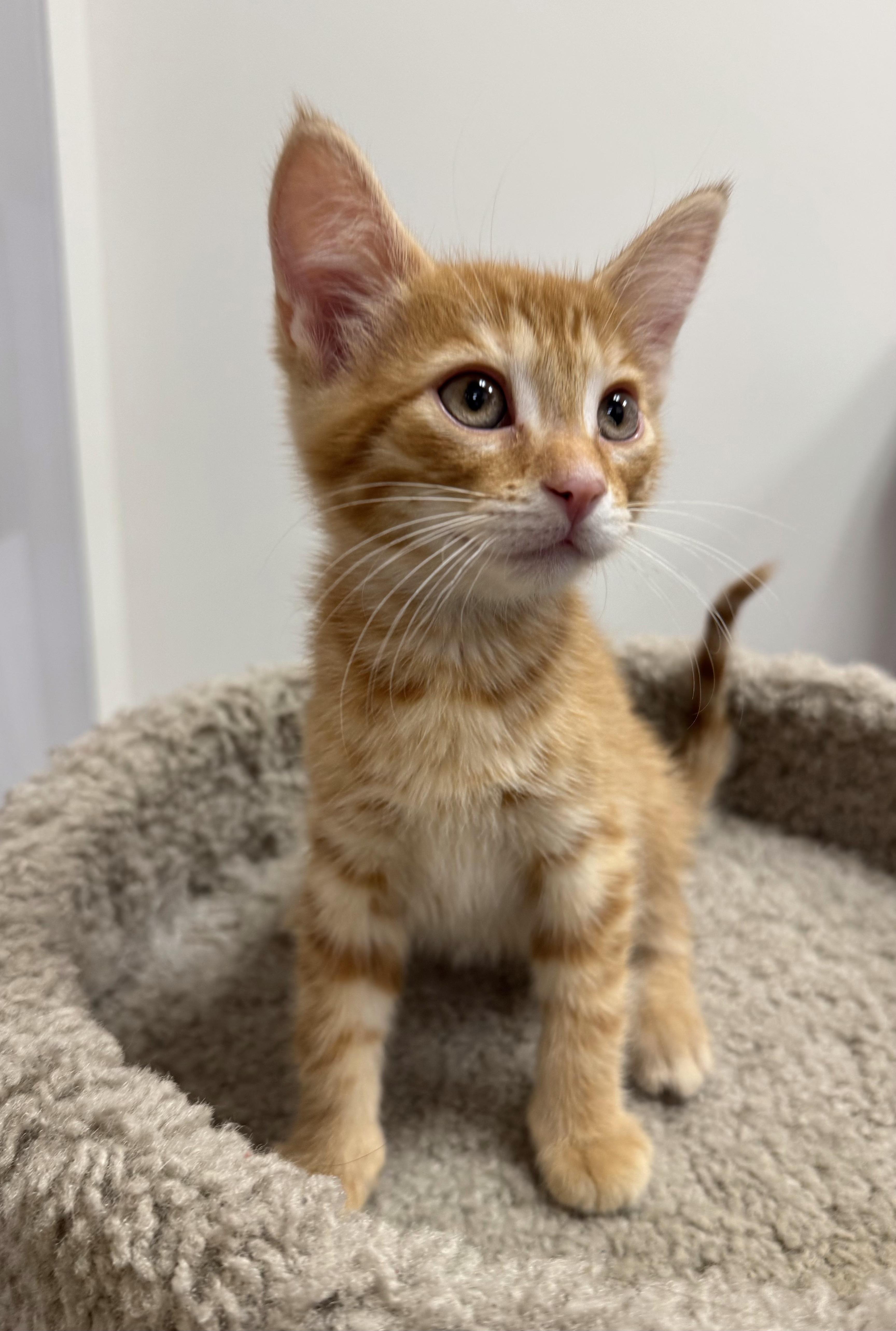 Enlarge Foxy, a Adoptable Domestic Short Hair in Pickering, ON image 3/3