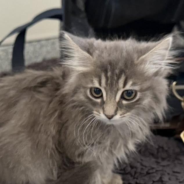 Enlarge Charcoal kitten #2, a Adoptable Domestic Medium Hair in The Colony, TX image 1/1