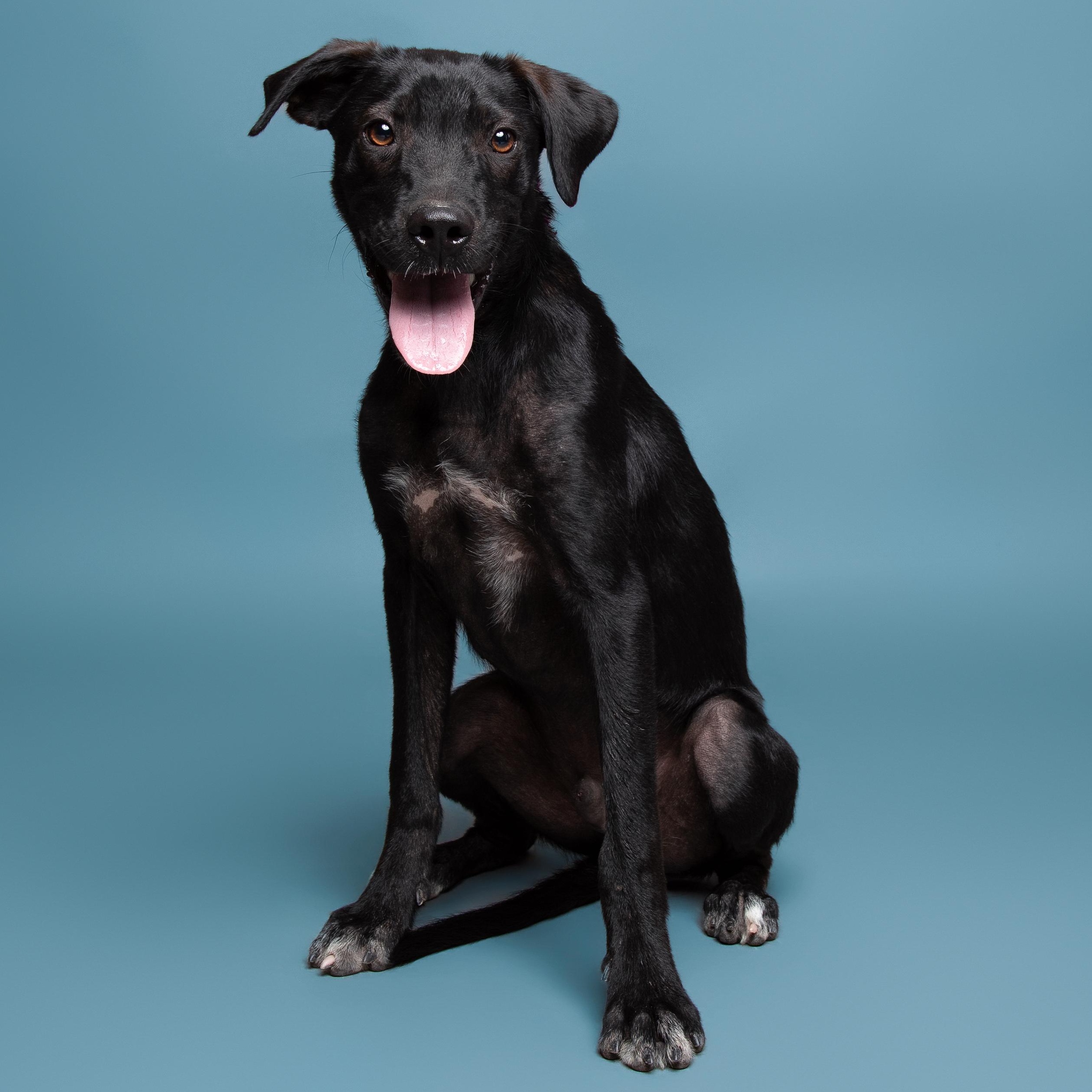 Enlarge Alfalfa, an adoptable mixed breed in Aransas Pass, TX image 2/3
