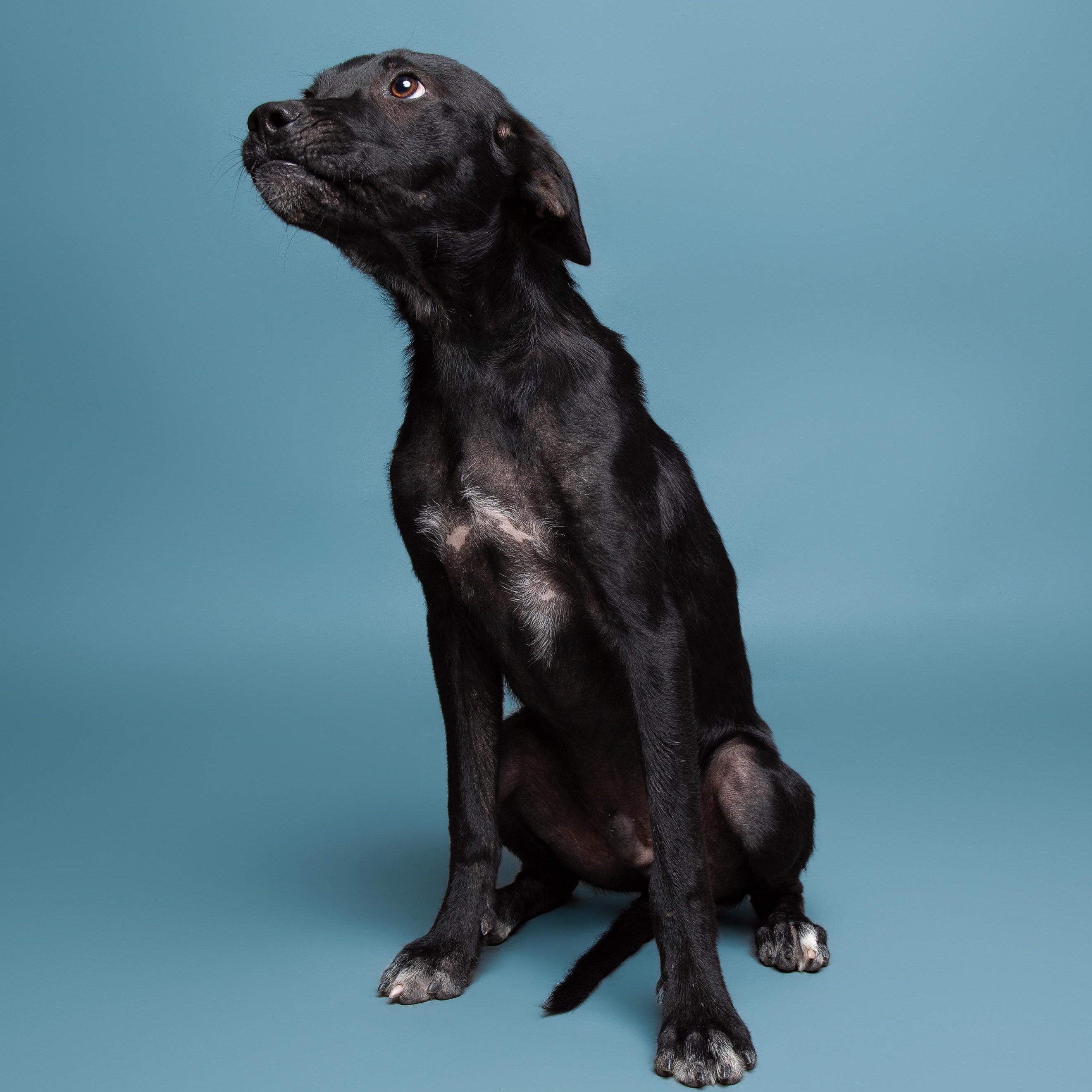 Alfalfa, adoptable, Young Male Black Labrador Retriever & Mixed Breed.