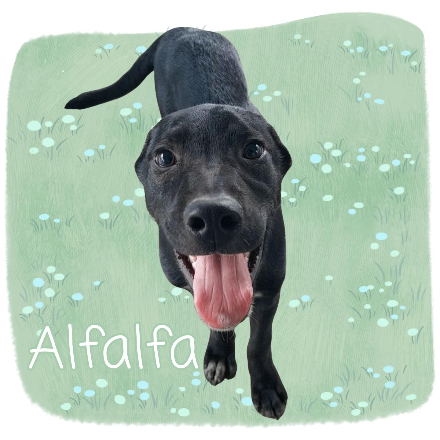 Enlarge Alfalfa, an adoptable mixed breed in Aransas Pass, TX image 1/1