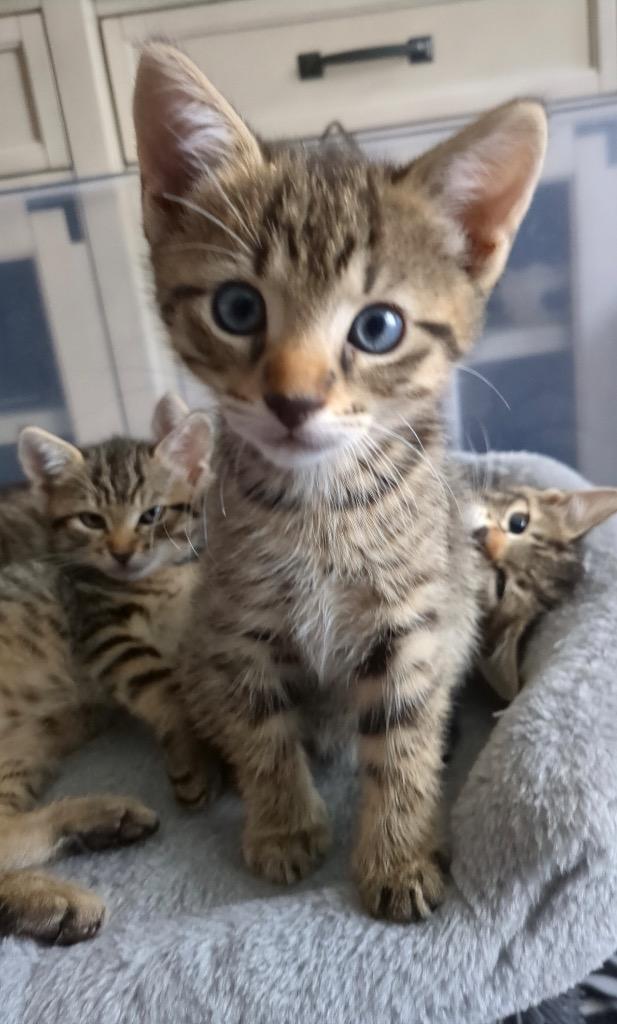 Pepe, Adoptable, Kitten Male Domestic Short Hair.