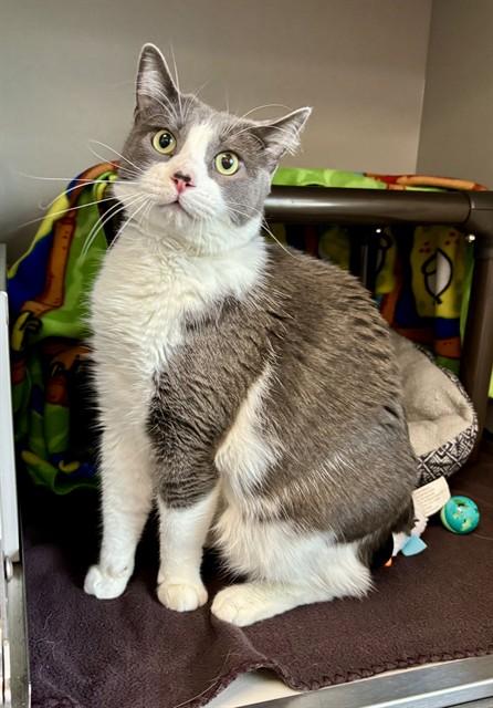 JOSHUA, Adoptable, Adult Male Domestic Short Hair.