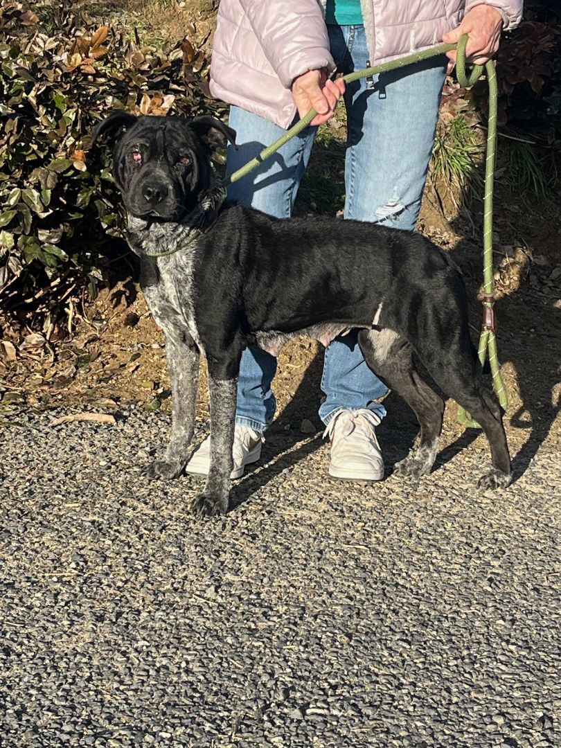 Maggie, Adopted, Adult Female Shar-Pei & Chinese Foo Dog.