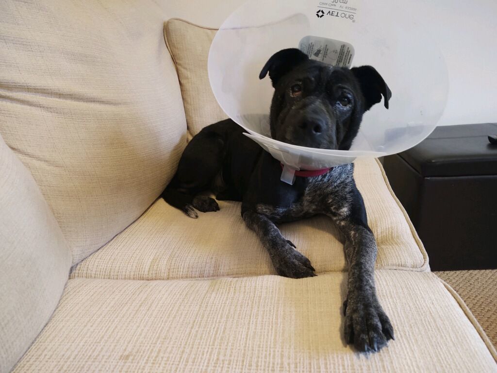 Maggie, a Adopted mixed breed in Cashmere, WA image 2/6