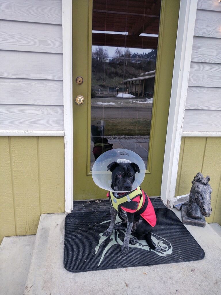 Maggie, Adopted, Adult Female Shar-Pei & Chinese Foo Dog.