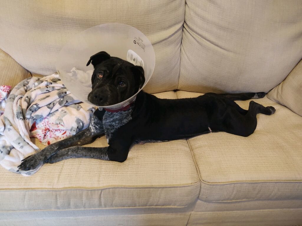 Maggie, a Adopted mixed breed in Cashmere, WA image 4/6