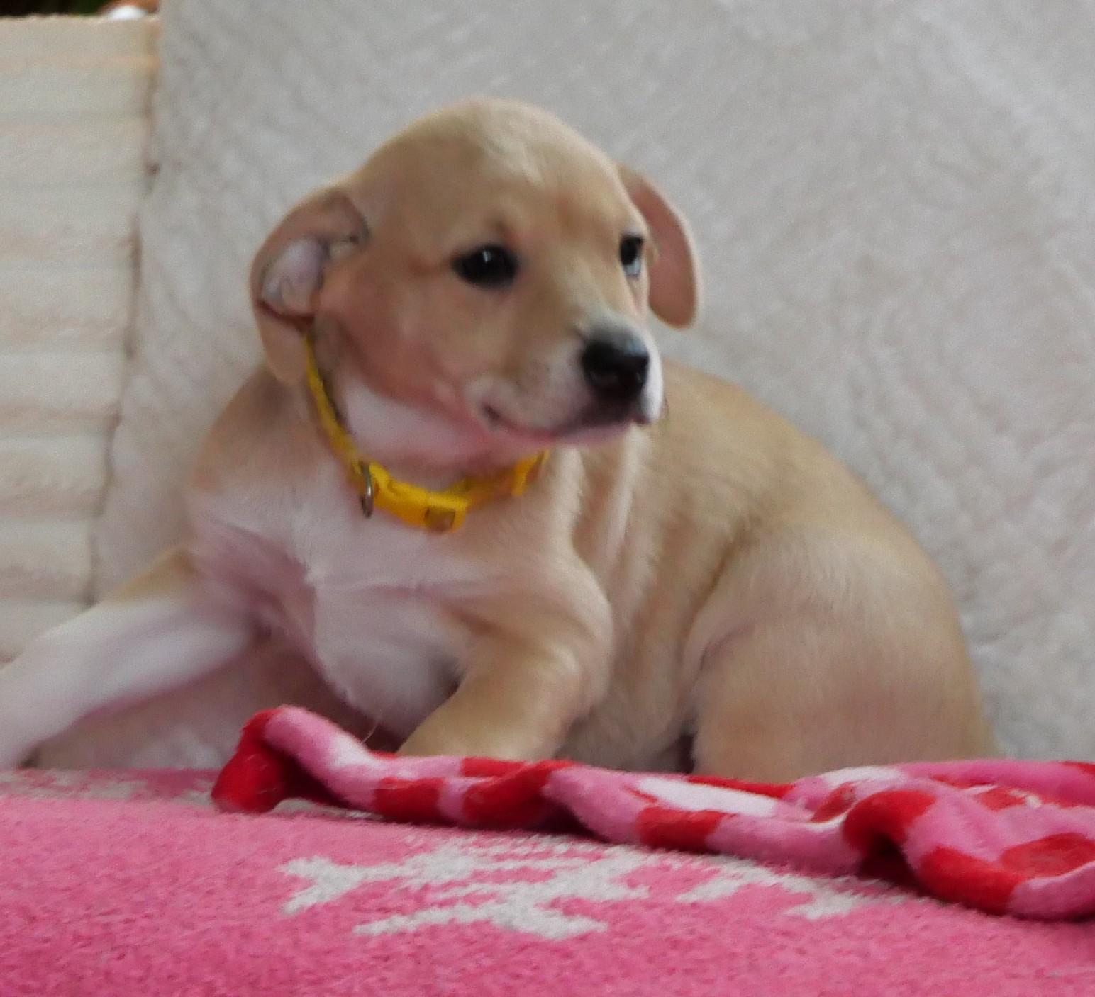 Maple, a Adoptable mixed breed in Ellicott City, MD image 2/3