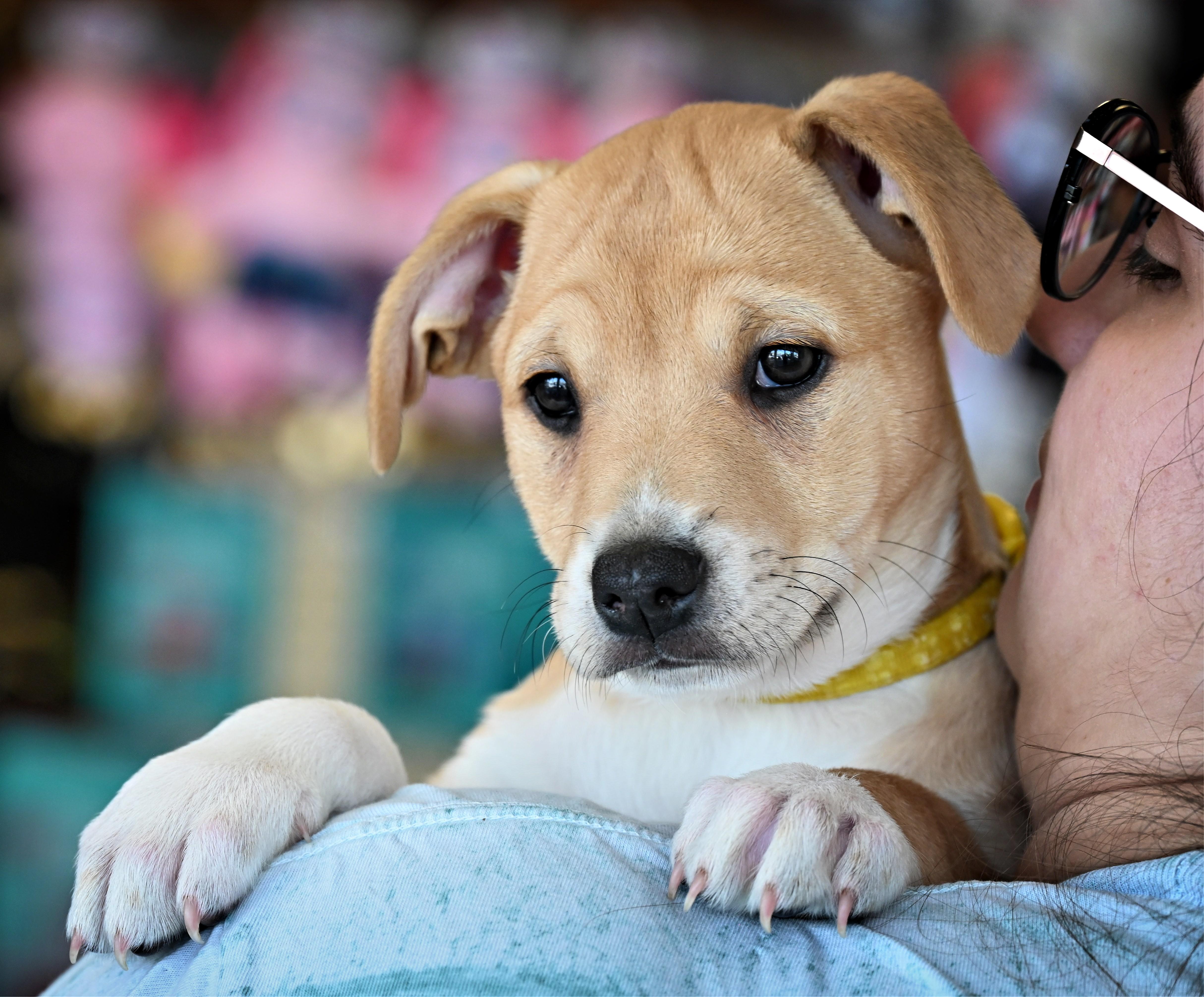 Enlarge Maple, an adoption pending mixed breed in Ellicott City, MD image 3/6
