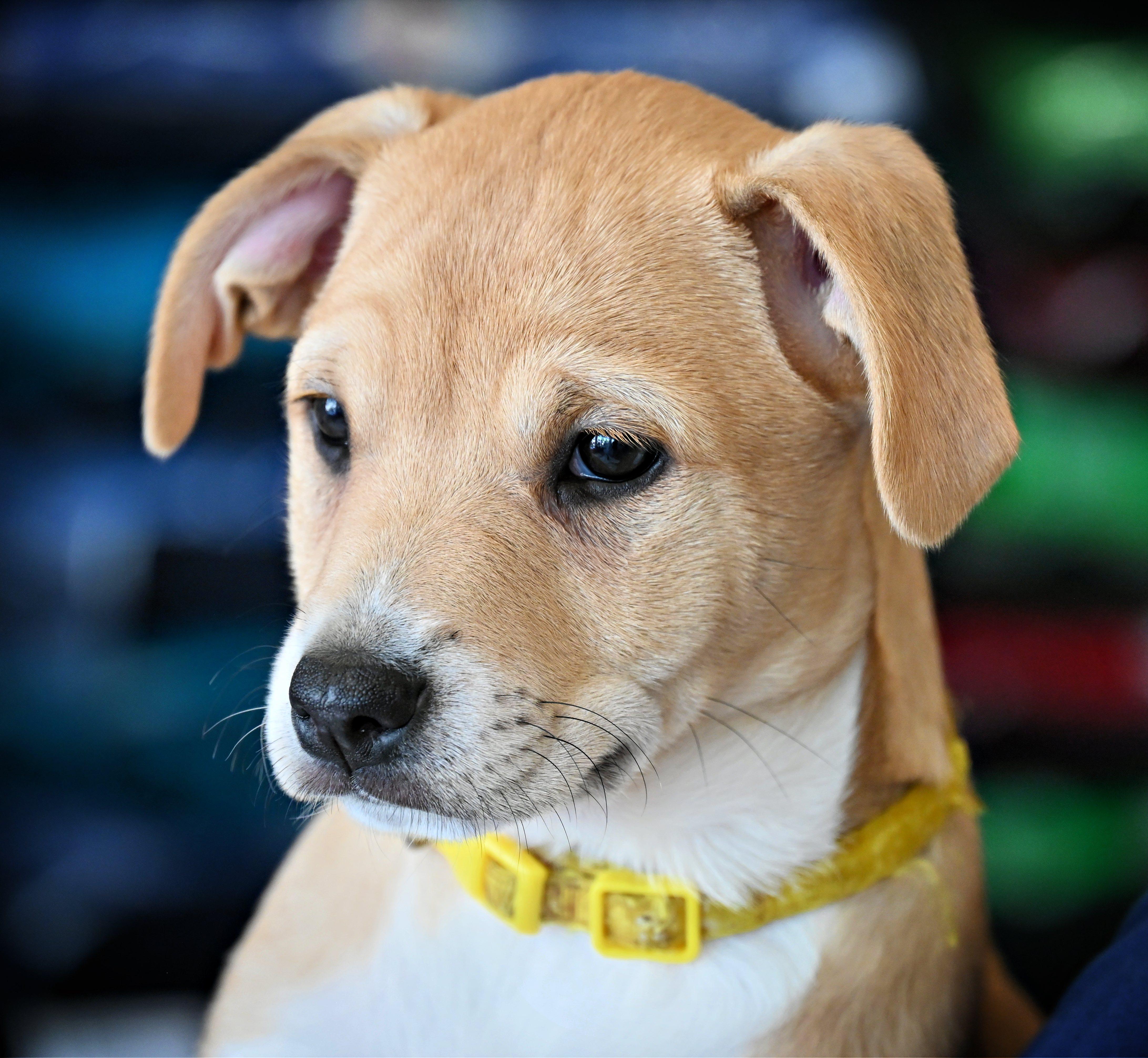 Maple, Adoptable, Puppy Female Labrador Retriever & Terrier.
