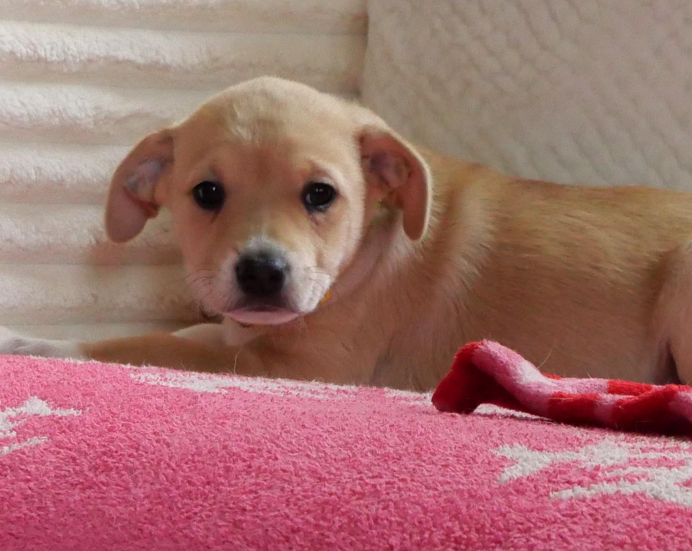 Maple, a Adoptable mixed breed in Ellicott City, MD image 3/3