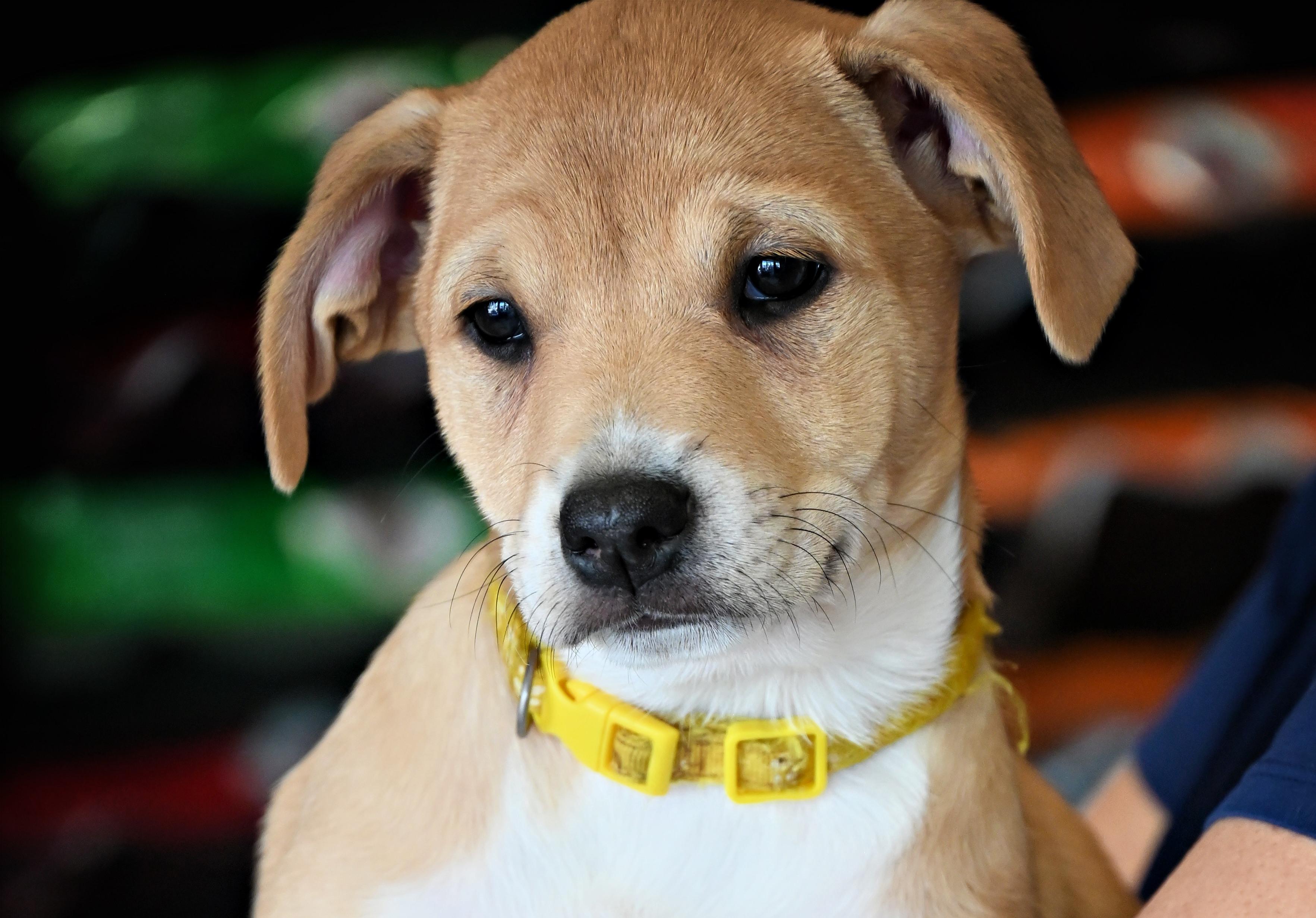 Enlarge Maple, an adoption pending mixed breed in Ellicott City, MD image 6/6