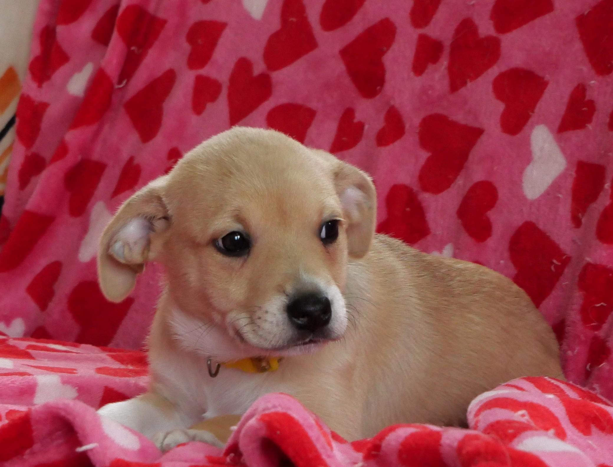 Maple, a Adoptable mixed breed in Ellicott City, MD image 1/3