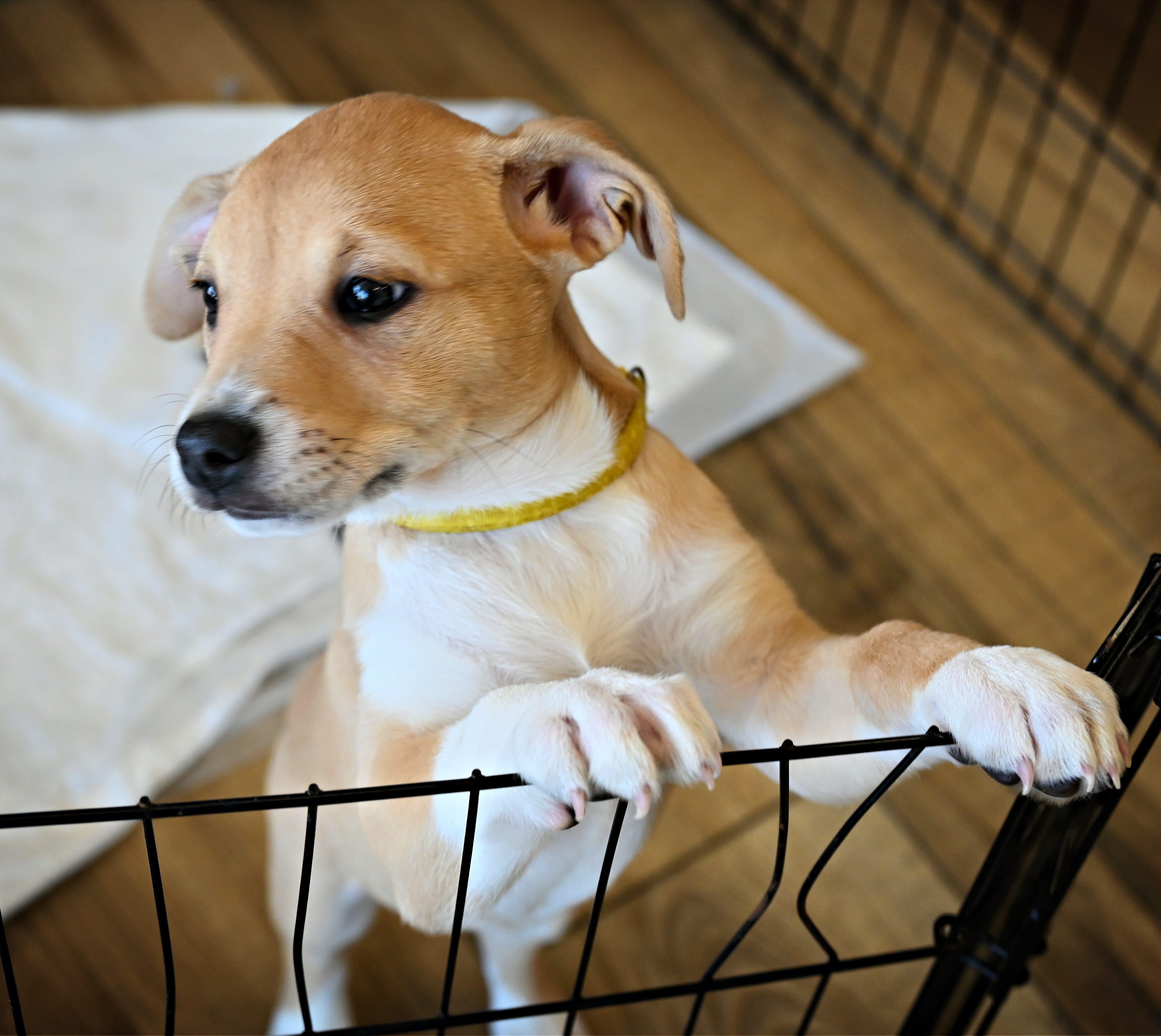 Enlarge Maple, an adoption pending mixed breed in Ellicott City, MD image 4/6