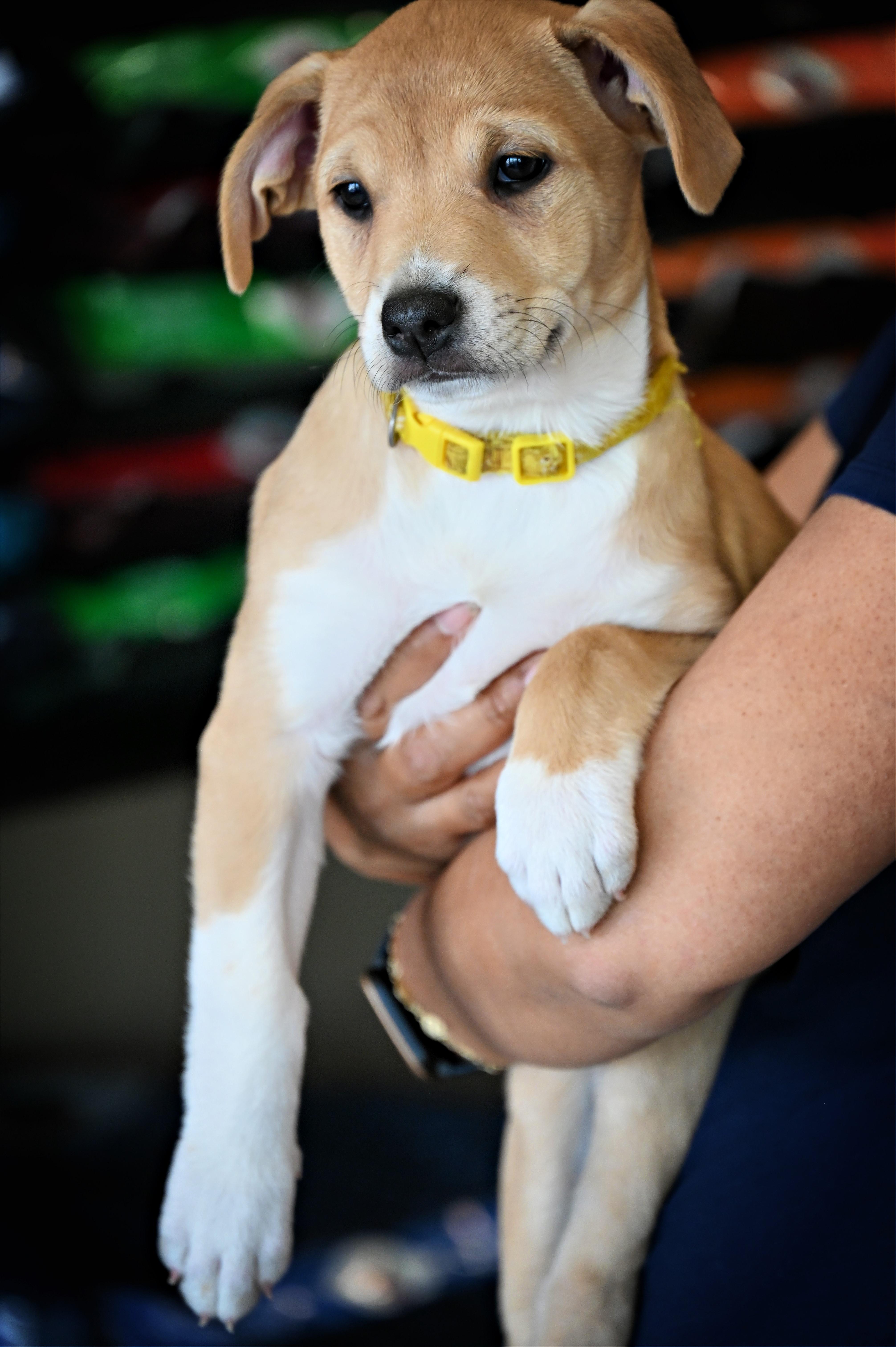 Enlarge Maple, an adoption pending mixed breed in Ellicott City, MD image 2/6