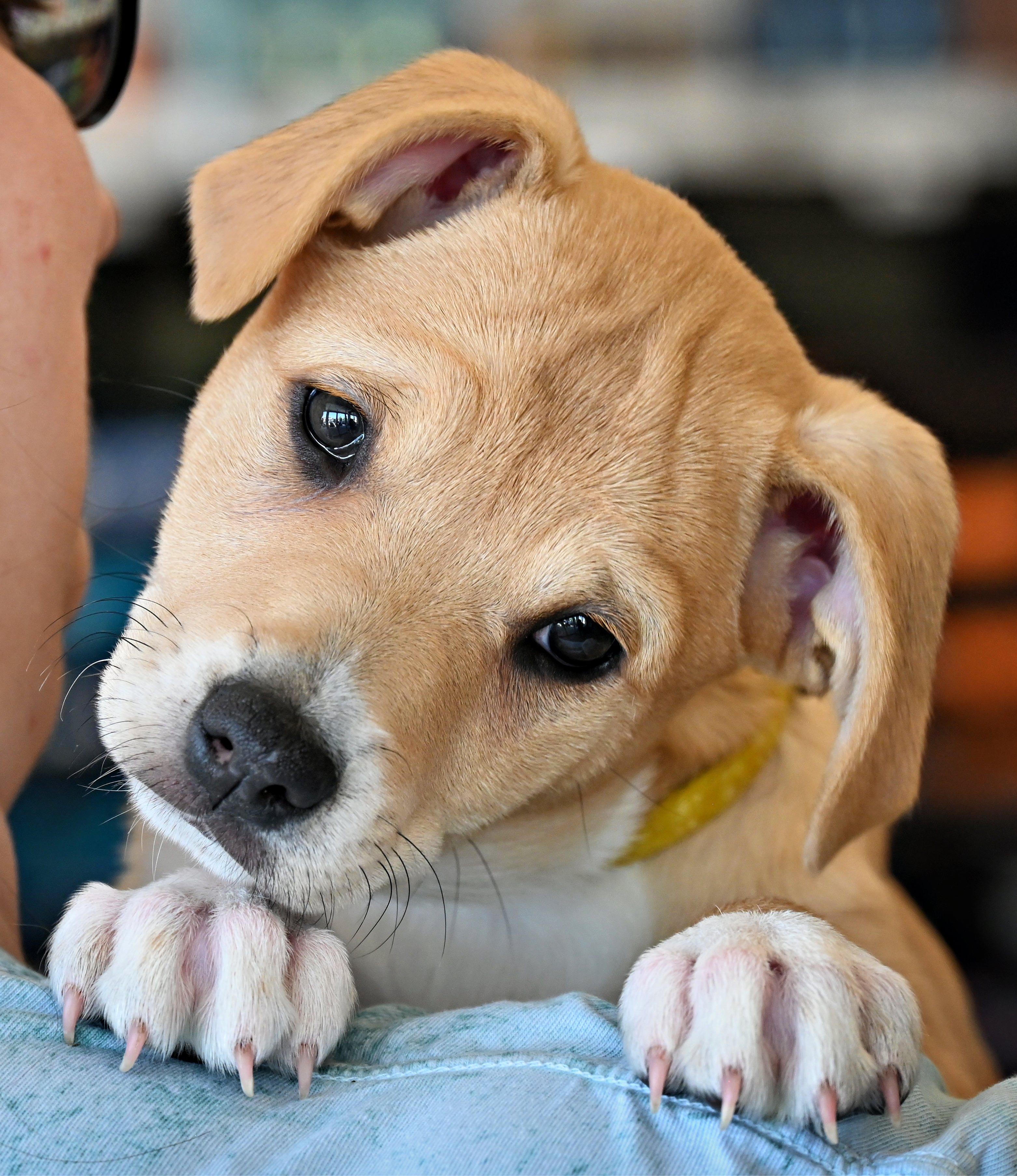 Enlarge Maple, an adoption pending mixed breed in Ellicott City, MD image 5/6