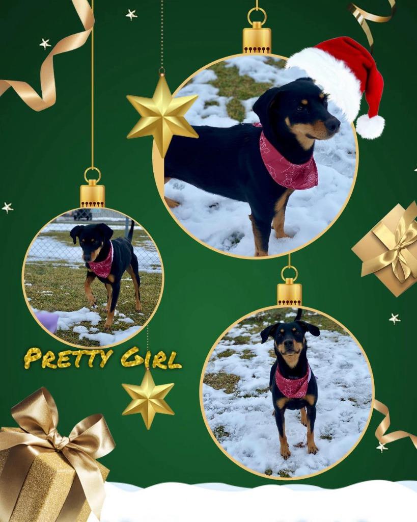 Pretty Girl, Adoptable, Adult Female Doberman Pinscher & Mountain Cur.