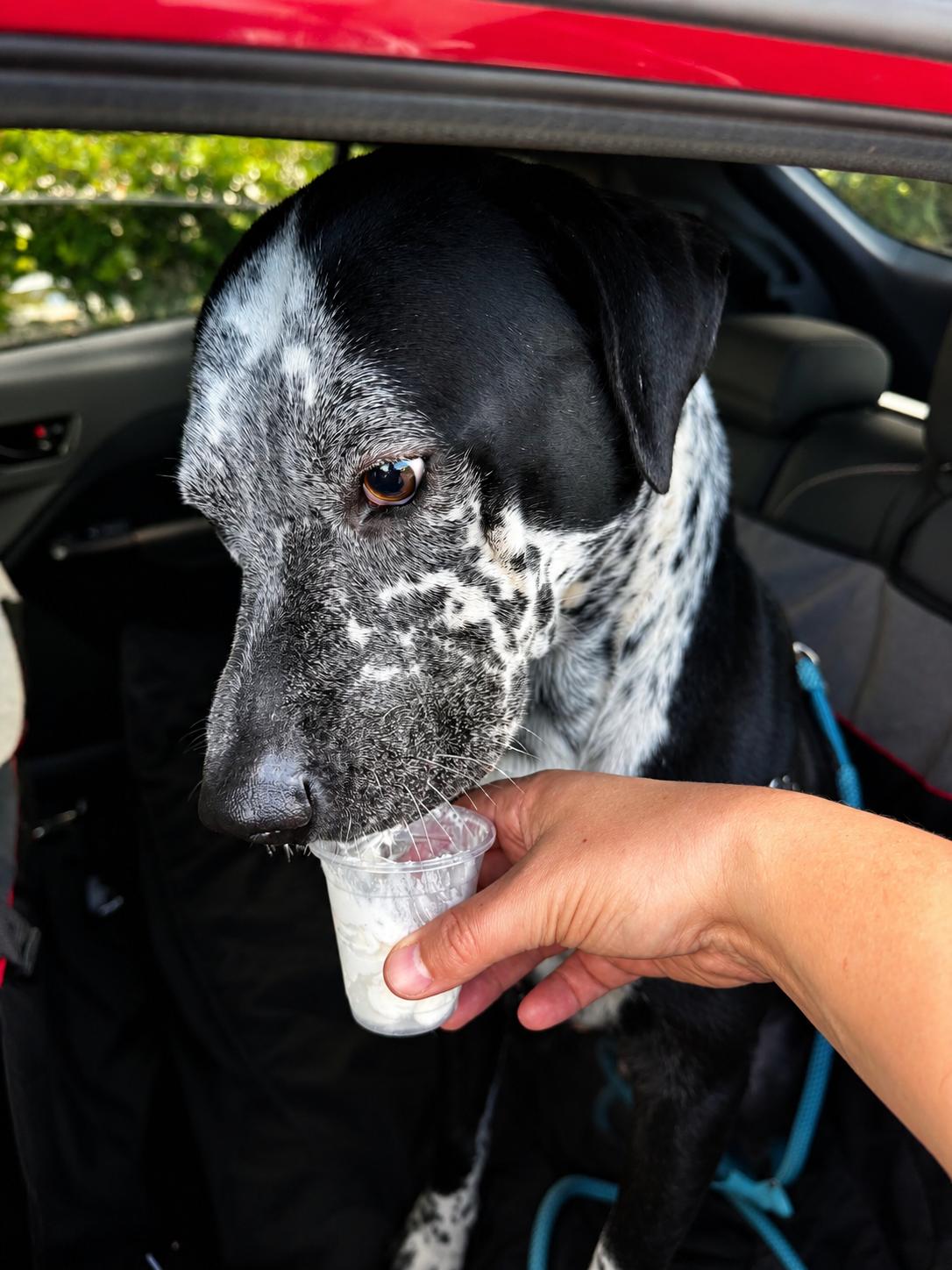 Baloo, a Adoptable mixed breed in Bozeman, MT image 3/3