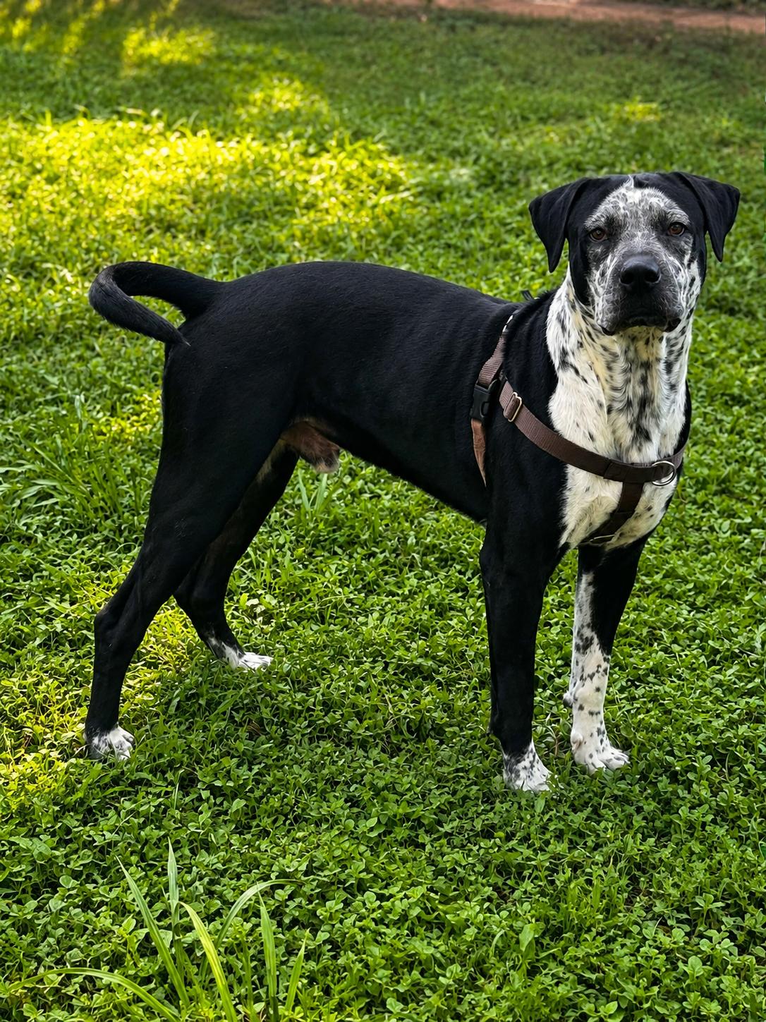 Baloo, Adoptable, Young Male Australian Cattle Dog / Blue Heeler & American Staffordshire Terrier.