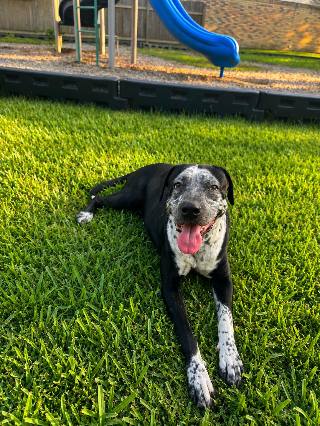 Baloo, a Adoptable mixed breed in Bozeman, MT image 2/3