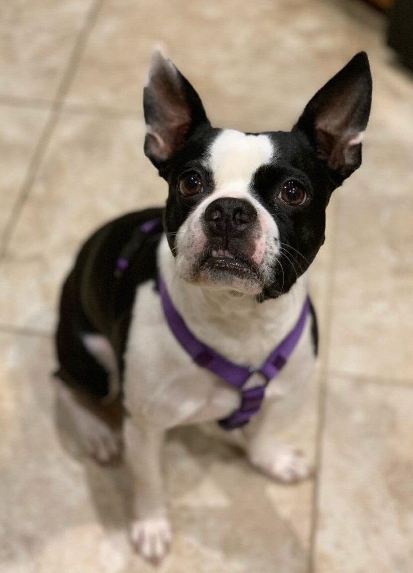 CROSBY - Adopted!, a Adoptable Boston Terrier in Spring, TX image 1/2