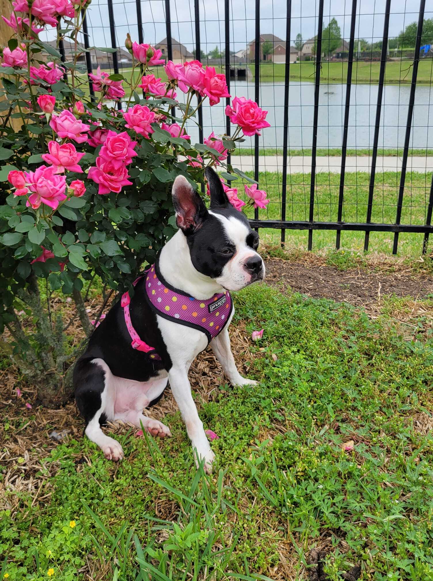 CROSBY - Adopted!, a Adoptable Boston Terrier in Spring, TX image 2/2
