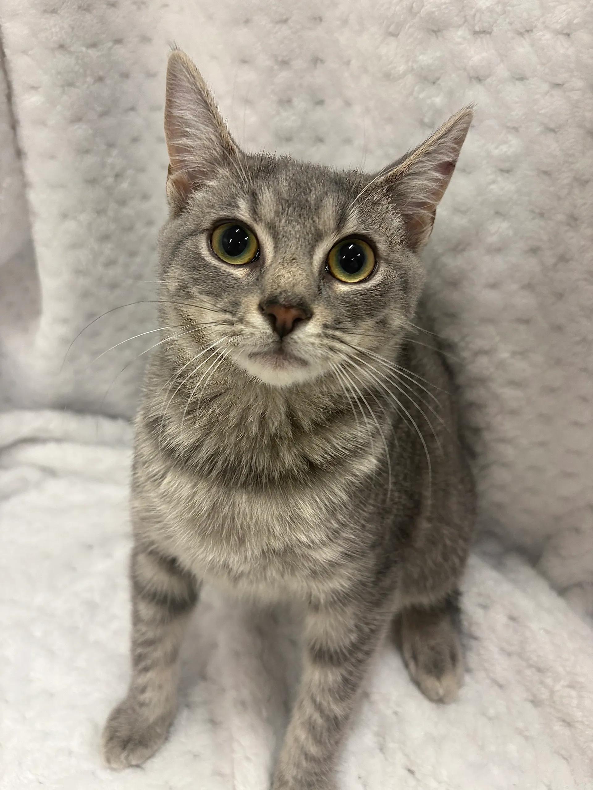 Kangaroo, ADOPTABLE, Young Female Domestic Medium Hair.