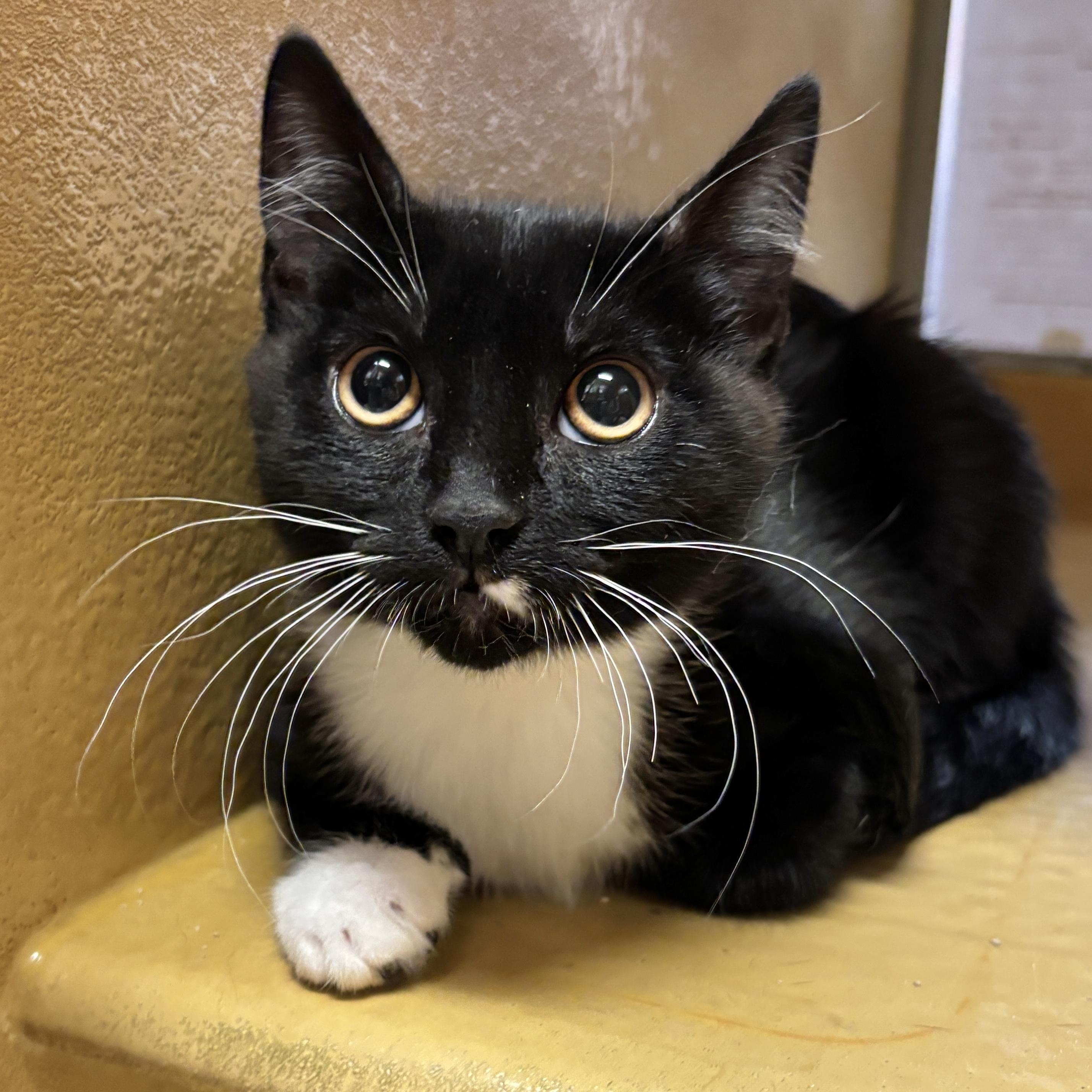 Tanya, Adoptable, Young Female Domestic Short Hair.