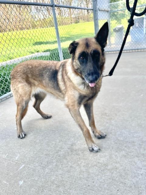 Cinnamon, Adoptable, Senior Female Belgian Shepherd / Malinois & German Shepherd Dog.