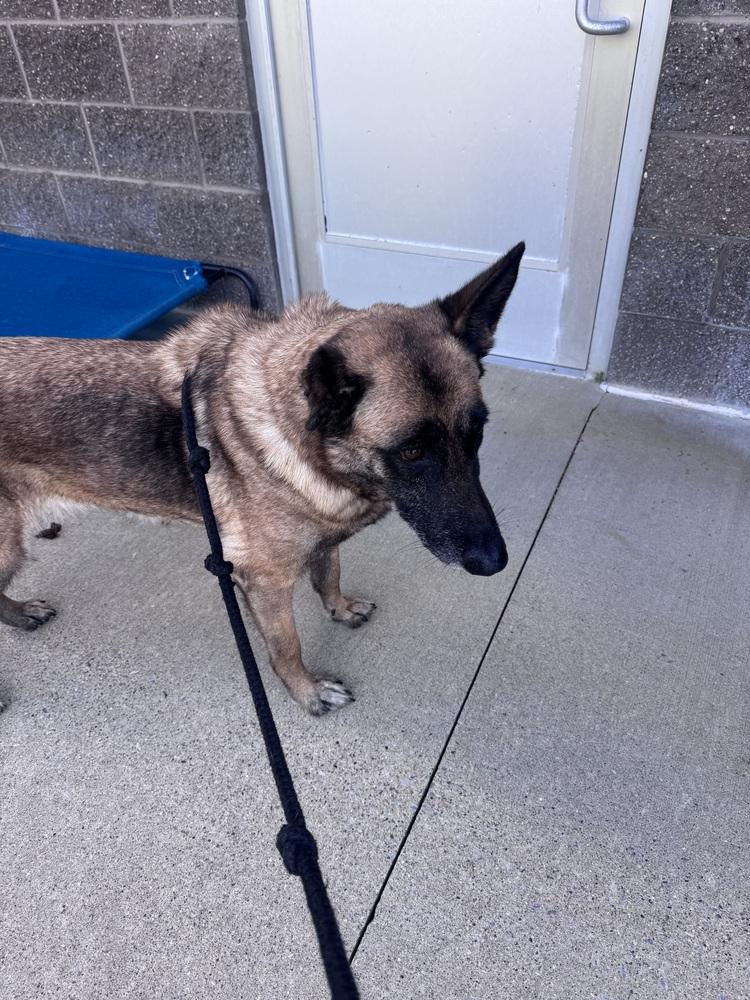 Enlarge Cinnamon, a Adoptable mixed breed in Kalamazoo, MI image 2/5