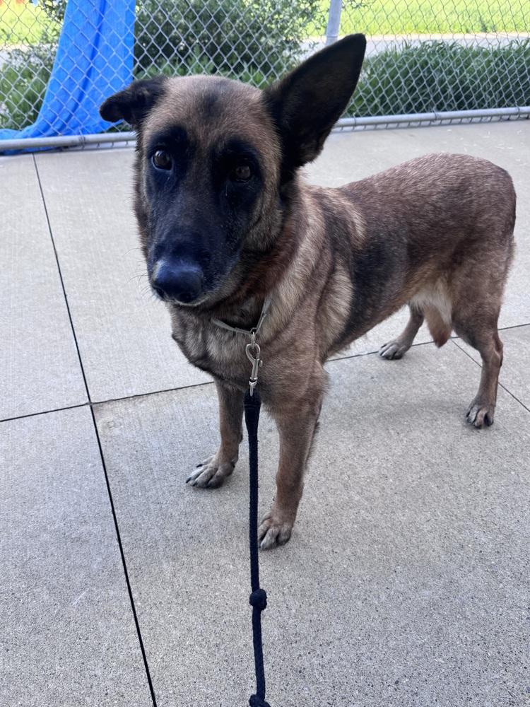 Enlarge Cinnamon, a Adoptable mixed breed in Kalamazoo, MI image 3/5