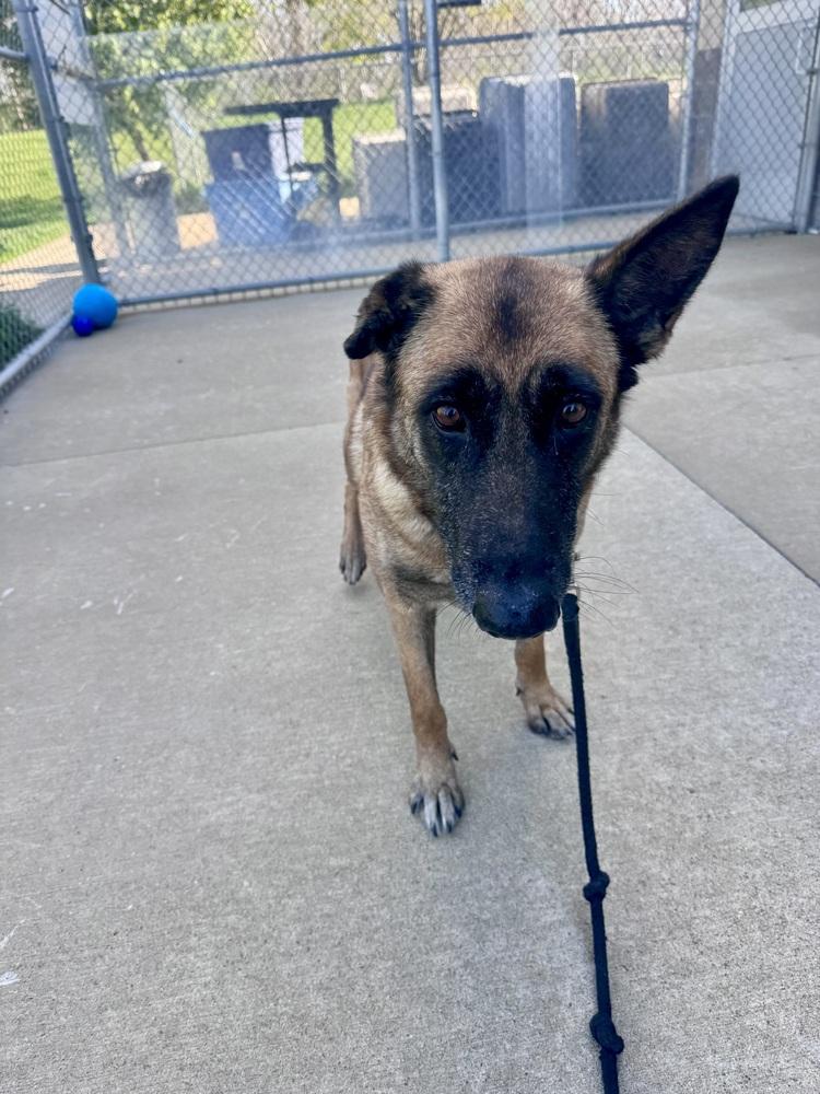 Enlarge Cinnamon, a Adoptable mixed breed in Kalamazoo, MI image 4/5