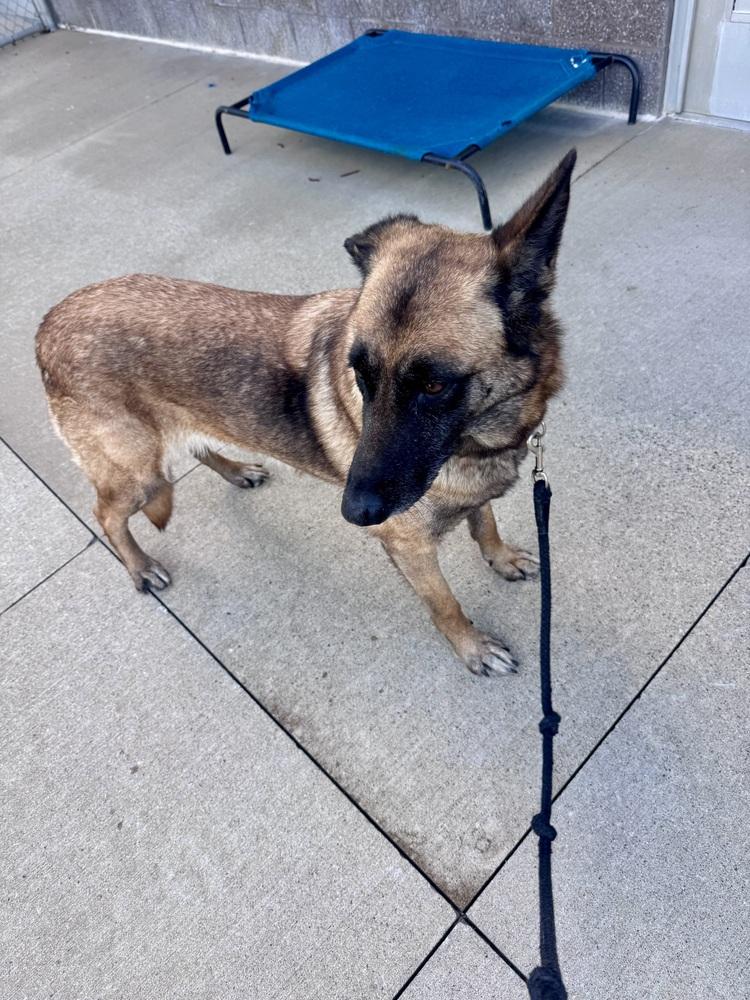 Enlarge Cinnamon, a Adoptable mixed breed in Kalamazoo, MI image 5/5