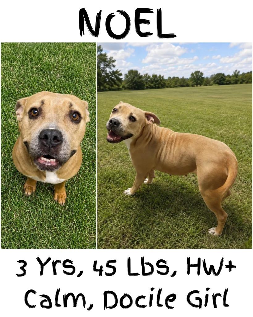 Enlarge Noel, a Adoptable mixed breed in Albany, GA image 2/6