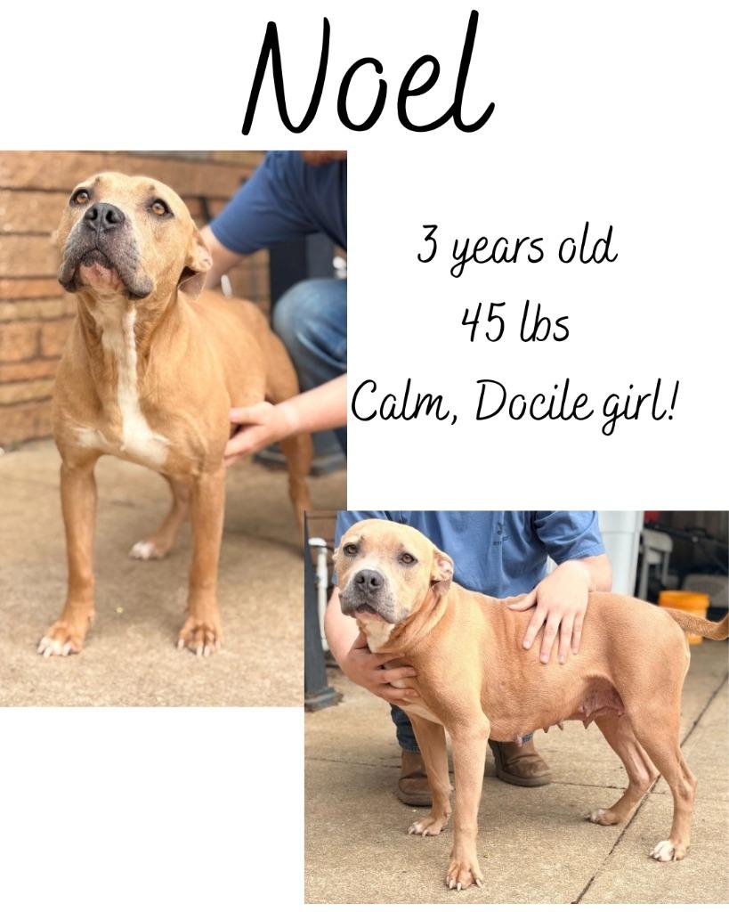Noel, a Adoptable mixed breed in Albany, GA image 2/5