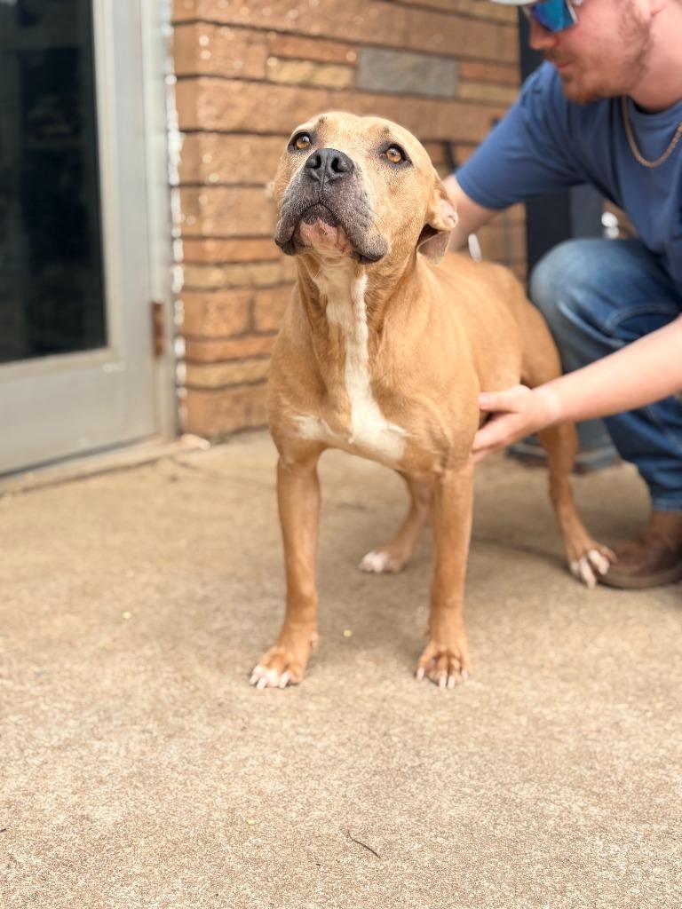 Noel, a Adoptable mixed breed in Albany, GA image 3/5