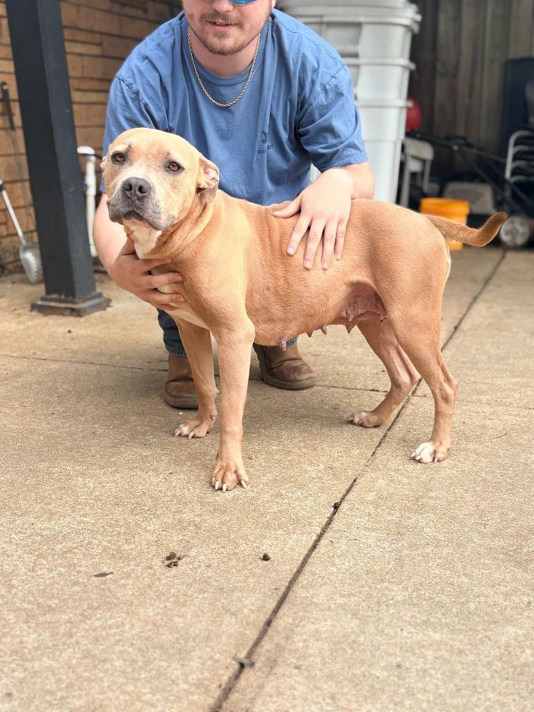 Noel, a Adoptable mixed breed in Albany, GA image 5/5